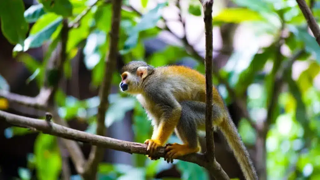 Gros plan de singe saïmiri dans la végétation