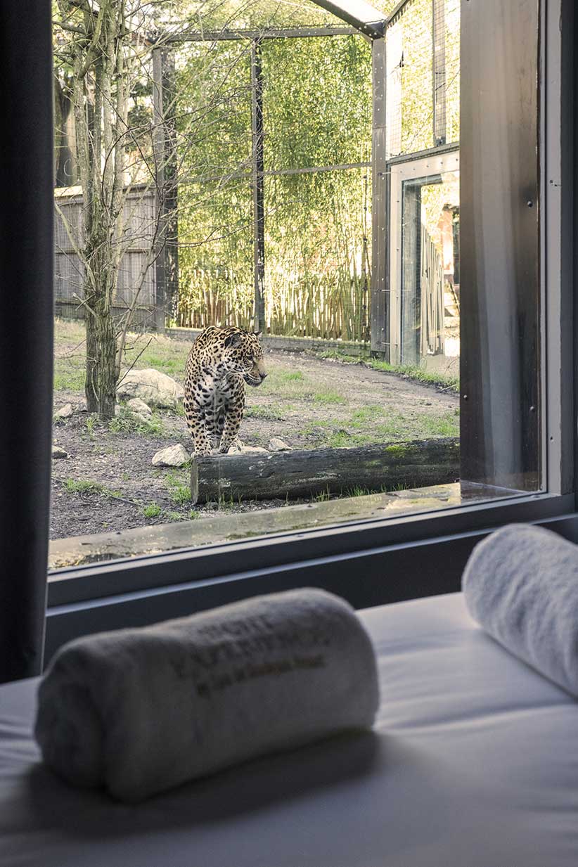 Chambre lodge jaguar
