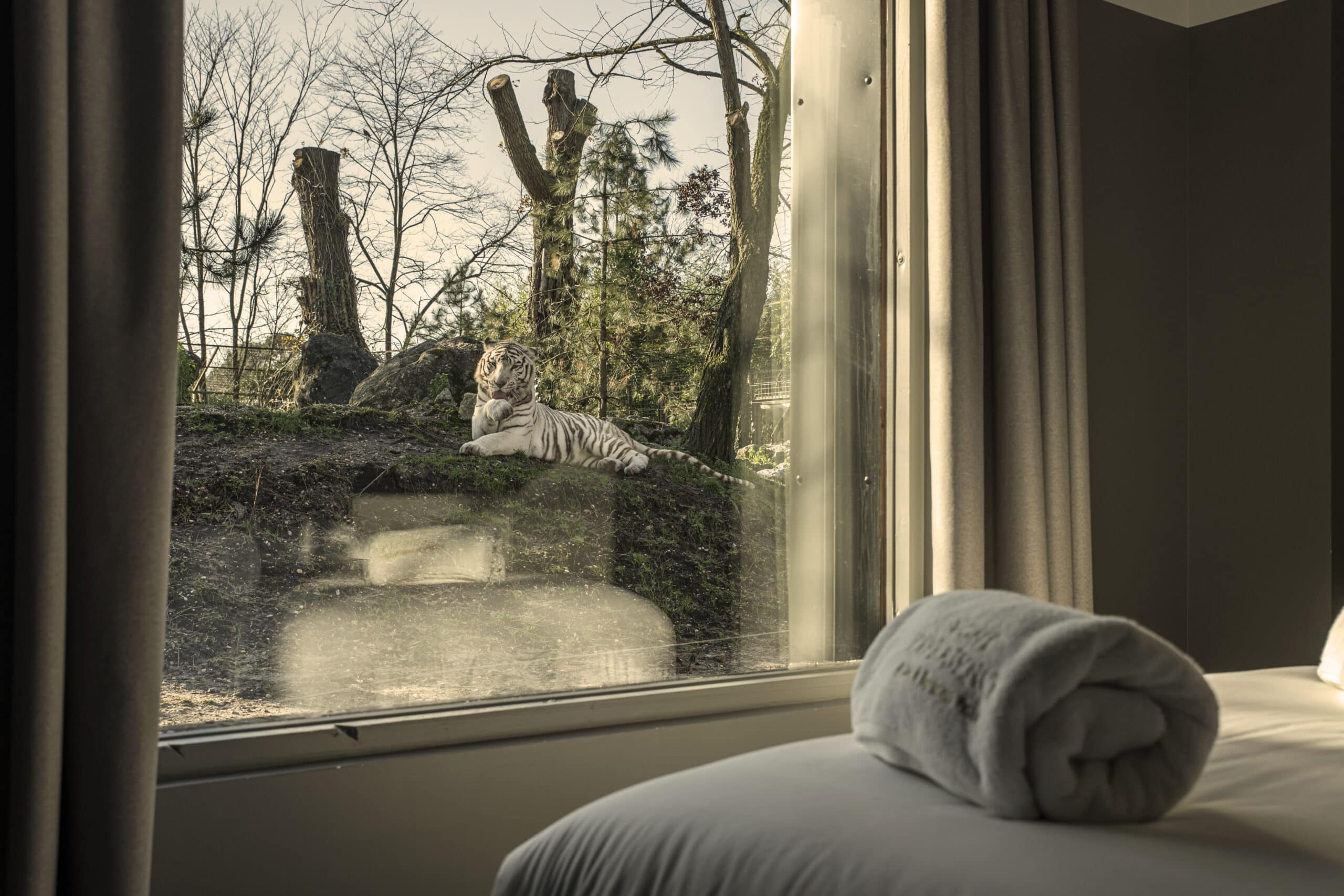 Chambre lodge tigre blanc