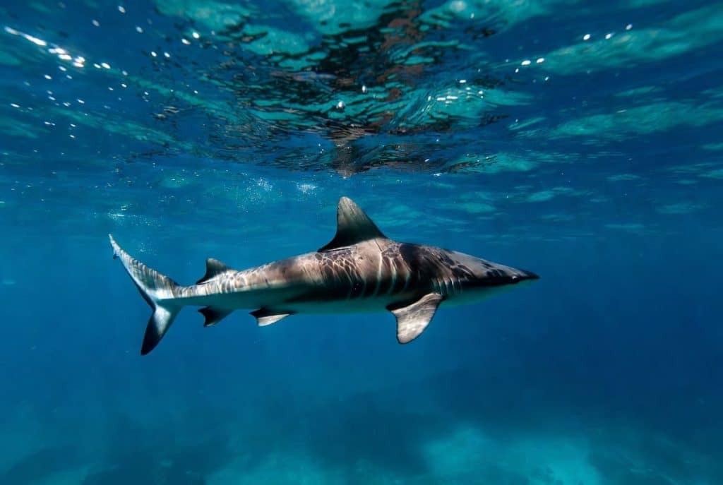 domir avec requin zoom