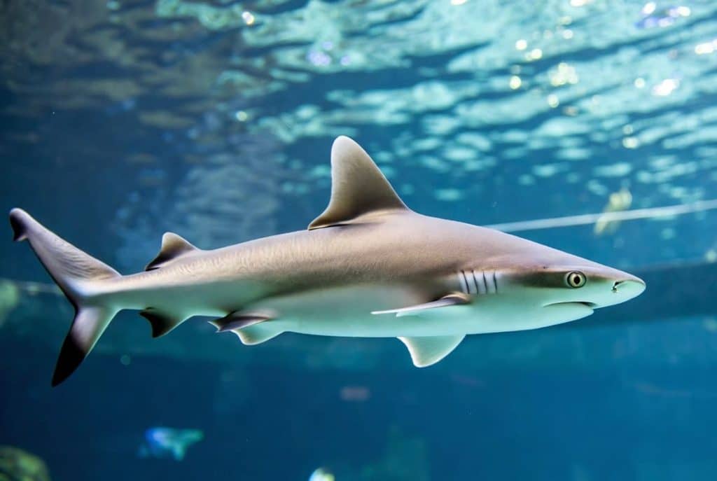dormir requin
