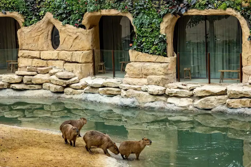 lodge rockhaven capybara tapir fourmilier pairi daiza