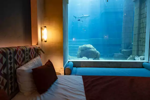 lodge the shark cove requin pairi daiza