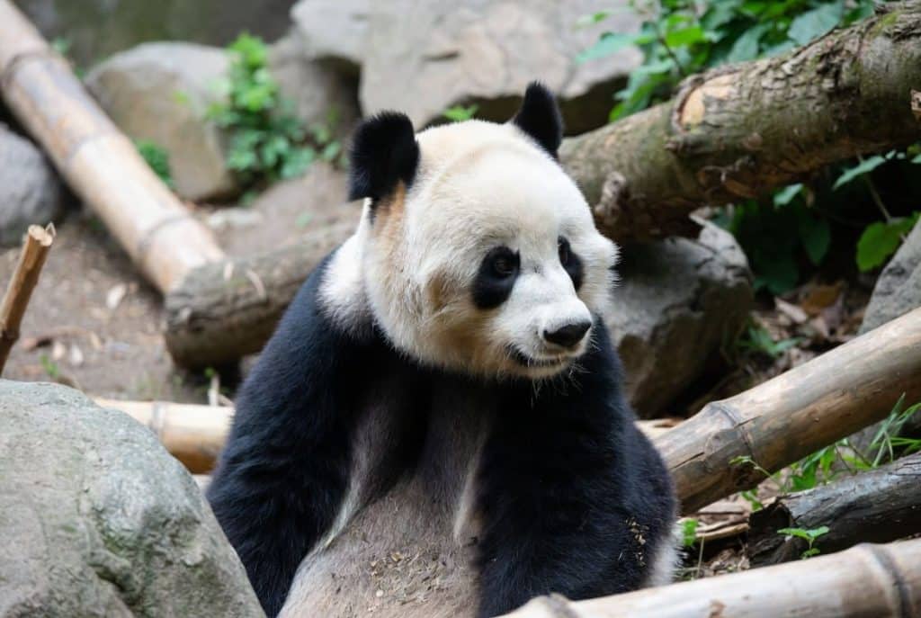 panda dormir au zoo pairi daiza
