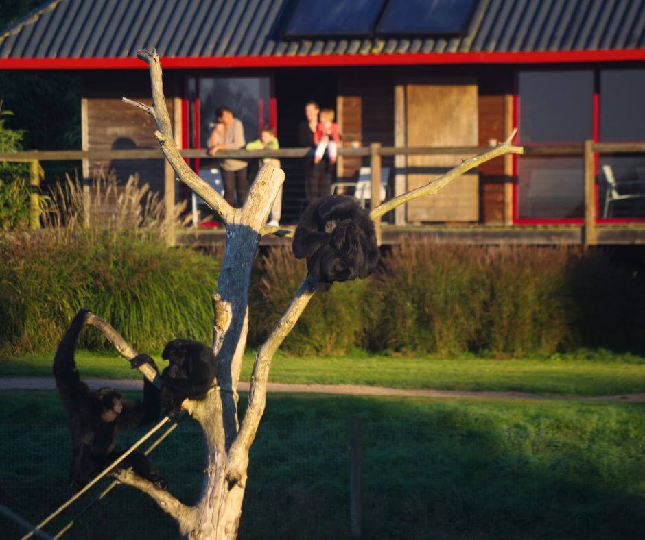 Lodge du CERZA Safari Lodge près des animaux