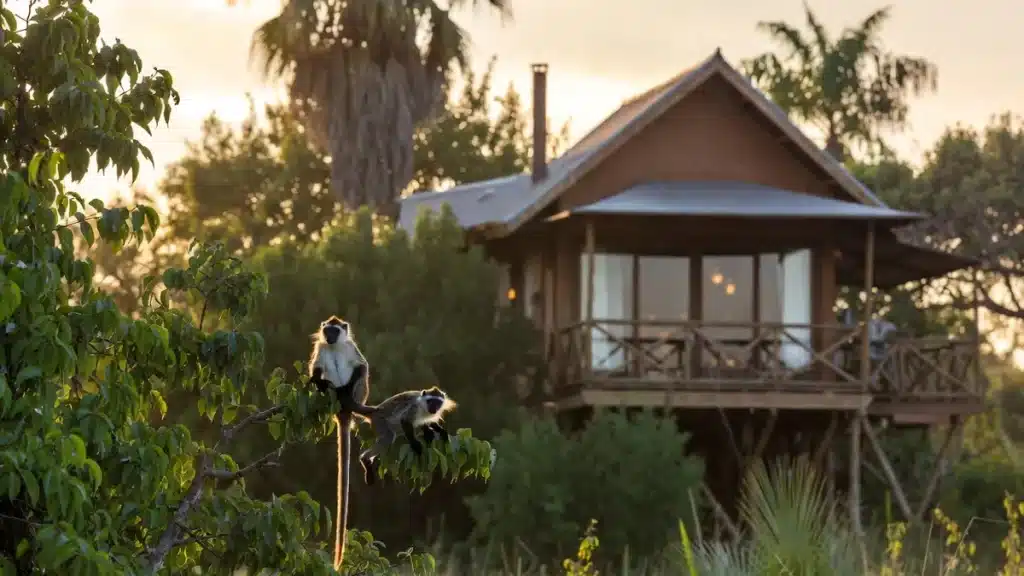 Lodge en parc animalier avec singes