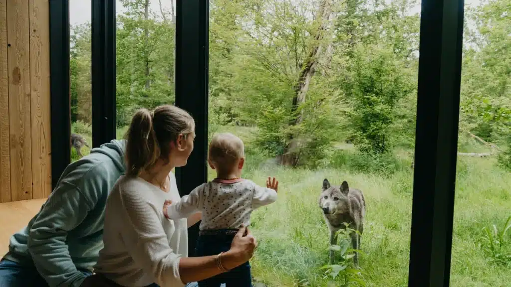 Une famille observe un animal depuis la grande baie vitrée d un lodge au Parc Animalier de Sainte-Croix